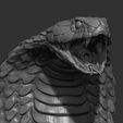10.jpg Snake cobra