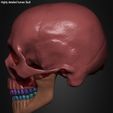 Highly-Detailed-Human-Skull-023.jpg Highly Detailed Human Skull
