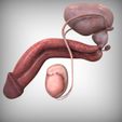 Left_View-2.jpg Male Urinary System
