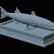 Barracuda-mouth-statue-40.png fish great barracuda / Sphyraena barracuda open mouth statue detailed texture for 3d printing