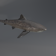 u0020.png Shark photorealistic- rigged stl included