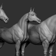 06.png Three Horse Breeds