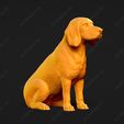 1255-Beagle_Pose_04.jpg Beagle Dog 3D Print Model Pose 04