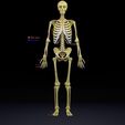 human-skeleton-set-complete-separable-labelled-bone-names-parts-3d-model-blend.jpg Human skeleton set complete separable labelled bone names parts 3D model