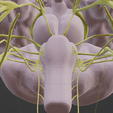 CRANIAL-NERVES-13.png 3D Cranial nerves & Facial Skull Model