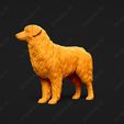 522-Australian_Shepherd_Dog_Pose_03.jpg Australian Shepherd Dog 3D Print Model Pose 03