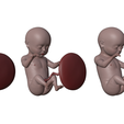 Ninth_Month_Matcap_03.png Month 9 Human embryonic (baby stages)