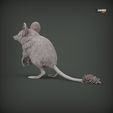 Sand-marsupial-mouse4.jpg Souris marsupiale des sables
