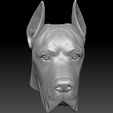 13.jpg Great Dane head for 3D printing