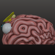 Brain-pot-side-1.png Причудливый плантатор FlutterBrain 🪴🌱🌿🧠