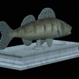 zander-statue-4-open-mouth-1-9.png fish zander / pikeperch / Sander lucioperca  open mouth statue detailed texture for 3d printing