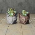 cat macet 1.jpg potted cat