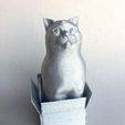 rapuzel_silver_4.jpg Schrodinky: British Shorthair Cat Sitting In A Box(single extrusion version)