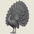 Peacock-Bird-04.jpg Птица павлин