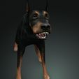 02.jpg DOG DOG DOWNLOAD Dóberman 3d model Animated for Blender - fbx - unity - maya - unreal - c4d - 3ds max - 3D printing DOBERMAN DOG DOG PET CANINE POLICE WOLF DOG