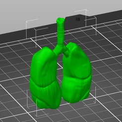 prusa_lungs.png STL-Datei Realistic looking lungs kostenlos・Modell für 3D-Druck zum herunterladen