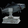 coalfish-open-mouth-statue-box-8.png COALFISH / POLLACHIUS VIRENS trophy with storage space for 3d printing