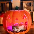 DSC_1351.jpg Giant Jack O Lantern Pumpkin Pet Bed