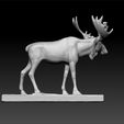 z333.jpg moose - elk - deer genus Alces - Alces alces - moose North America