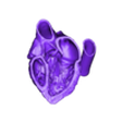 cardiac apical 3 chamber.obj 3D Model of Heart (2.3.4.5 chamber view) - 4 pack