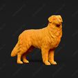 528-Australian_Shepherd_Dog_Pose_03.jpg Australian Shepherd Dog 3D Print Model Pose 03
