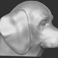 6.jpg Puppy of Beagle dog head for 3D printing