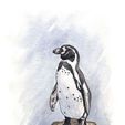 le-manchot-de-humboldt-1.jpeg Humboldt penguin