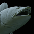 zander-trophy-61.png zander / pikeperch / Sander lucioperca fish in motion trophy statue detailed texture for 3d printing
