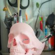 crane_vide_poche-1.jpg Vide-Poche skull / Anatomical model