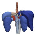 1.png 3D Model of Model of Abdominal Organs - generated from a real patient