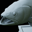 zander-trophy-55.png zander / pikeperch / Sander lucioperca fish in motion trophy statue detailed texture for 3d printing