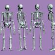 eskeleto.jpg Human Skeleton