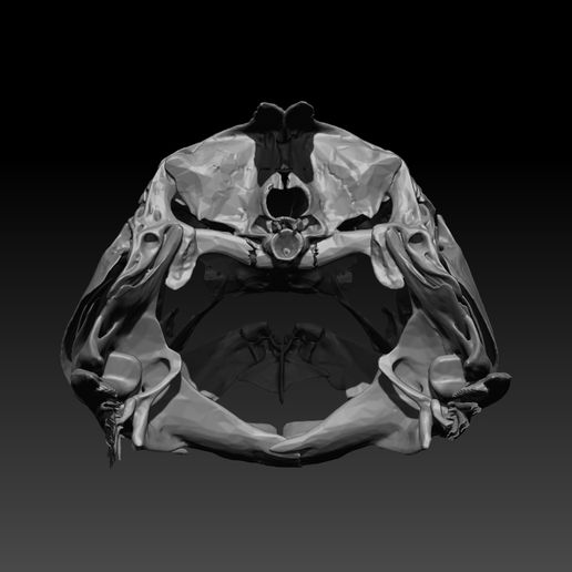 3.jpg Bone Fish Skull