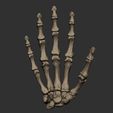 skeleton-hand-3d-model-obj-fbx-stl-6.jpg Skeleton Hand