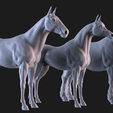 01.png Three Horse Breeds