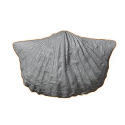 G010a.jpg STL file Ordovician brachiopod 31・3D printing model to download