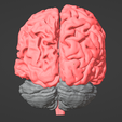 4.png 3D Model of Brain - section