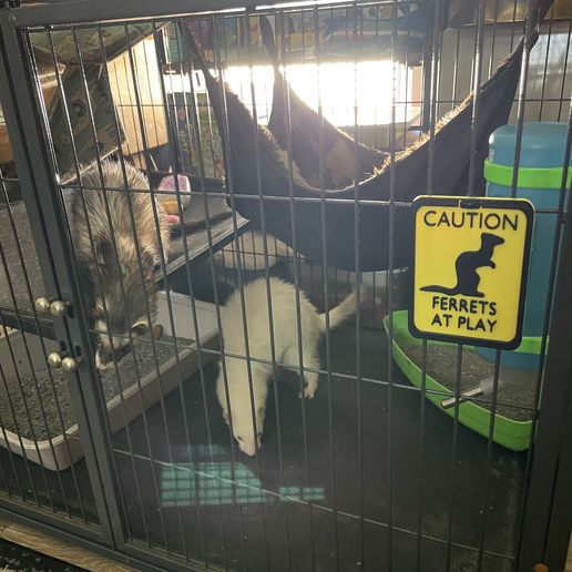 ferret-sign-3.jpg Ferrets At Play Sign