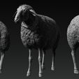 ZBrus567h-Document.jpg T Ocellus Alien Sheep