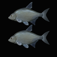 Bream-fish-17.png fish Common bream / Abramis brama solo model detailed texture for 3d printing