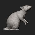 rat6.jpg Rat on hind legs 3D print model