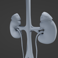 FU4.png Female urinary system
