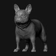 08.jpg French Bulldog model 3D print model