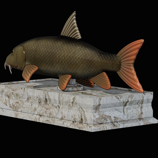 🐠 fish Common barbel / Barbus barbus with storage space / for 3d ...