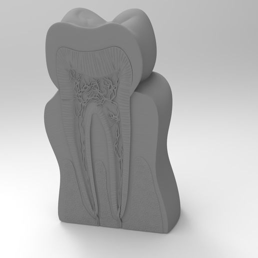 STL file Tooth study 🦷 ・3D print object to download・Cults