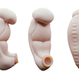 3_Weeks_Render.png 3D file 3 Weeks Human embryonic (baby stages)・3D printer design to download