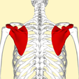 5.png Scapula Left and Right