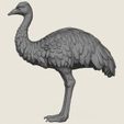 Emu-Bird-04.jpg エミュー・バード