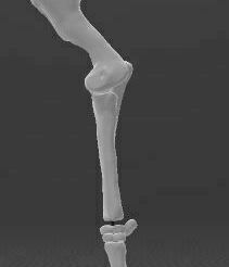 pata_delantera.JPG Fichier STL Cheval squelettique - Pattes - Pattes・Design à télécharger et à imprimer en 3D