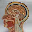 Head-6.jpg Anatomy of the human head (Sagittal view)